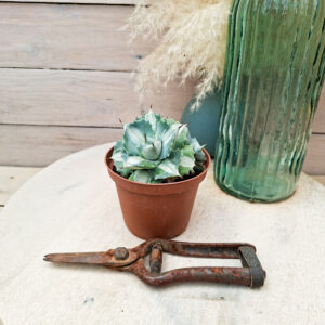 Agave isthmensis &lsquo;Orhi Razin Shirifukurin&rsquo;