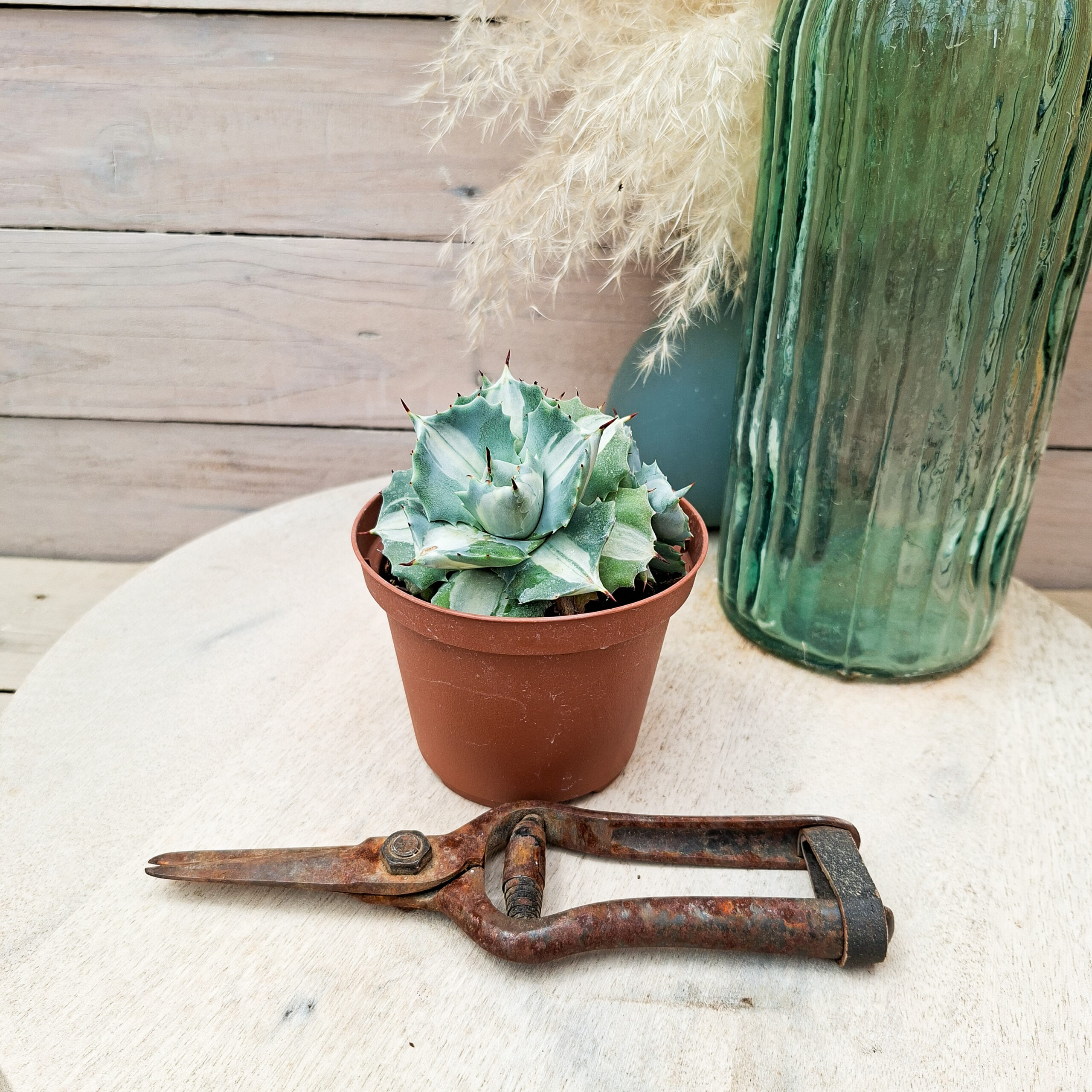 Agave isthmensis 'Orhi Razin Shirifukurin' – Image 2