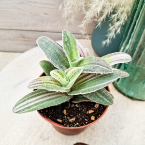 Tradescantia sillamontana &lsquo;Variegata&rsquo;
