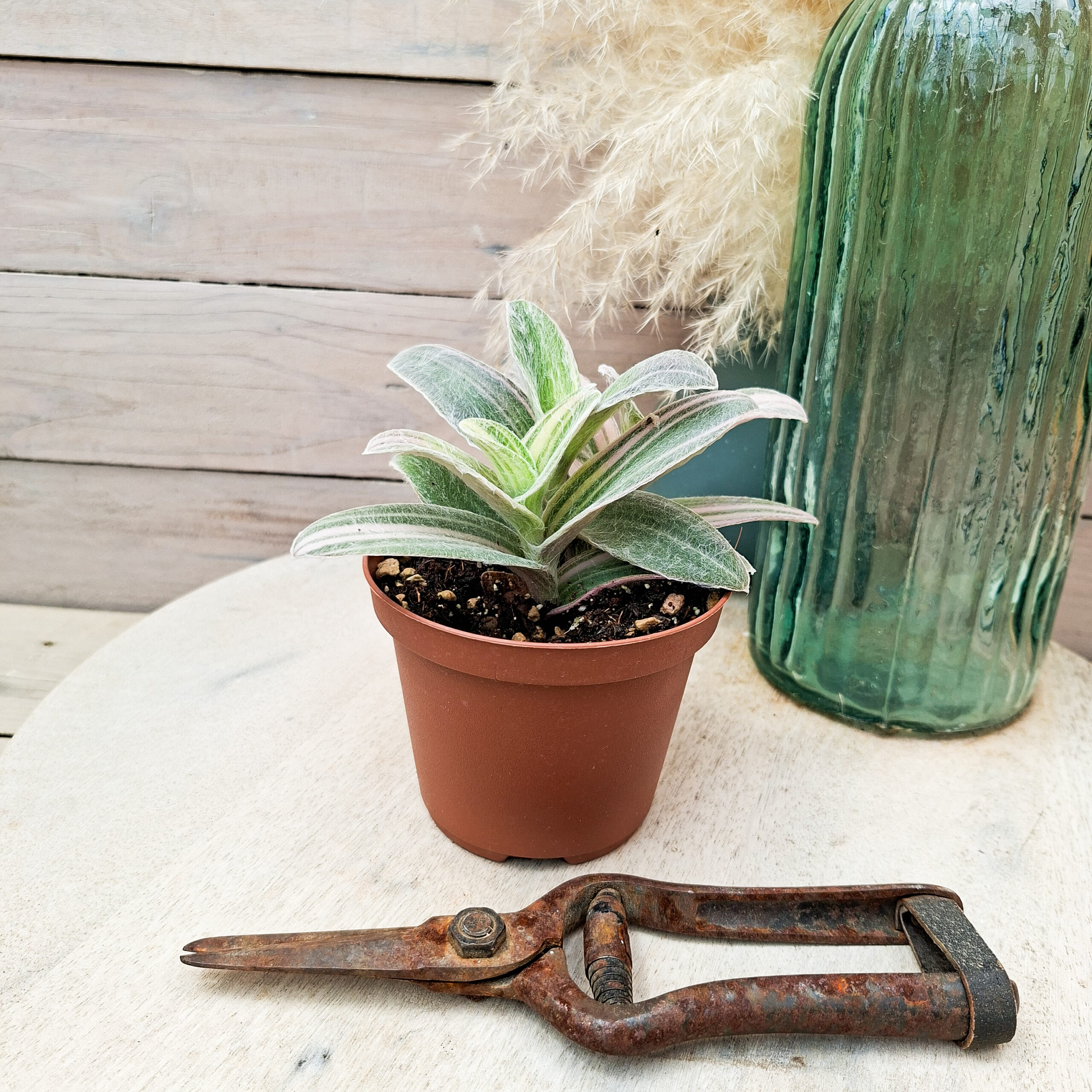 Tradescantia sillamontana 'Variegata' – Image 2