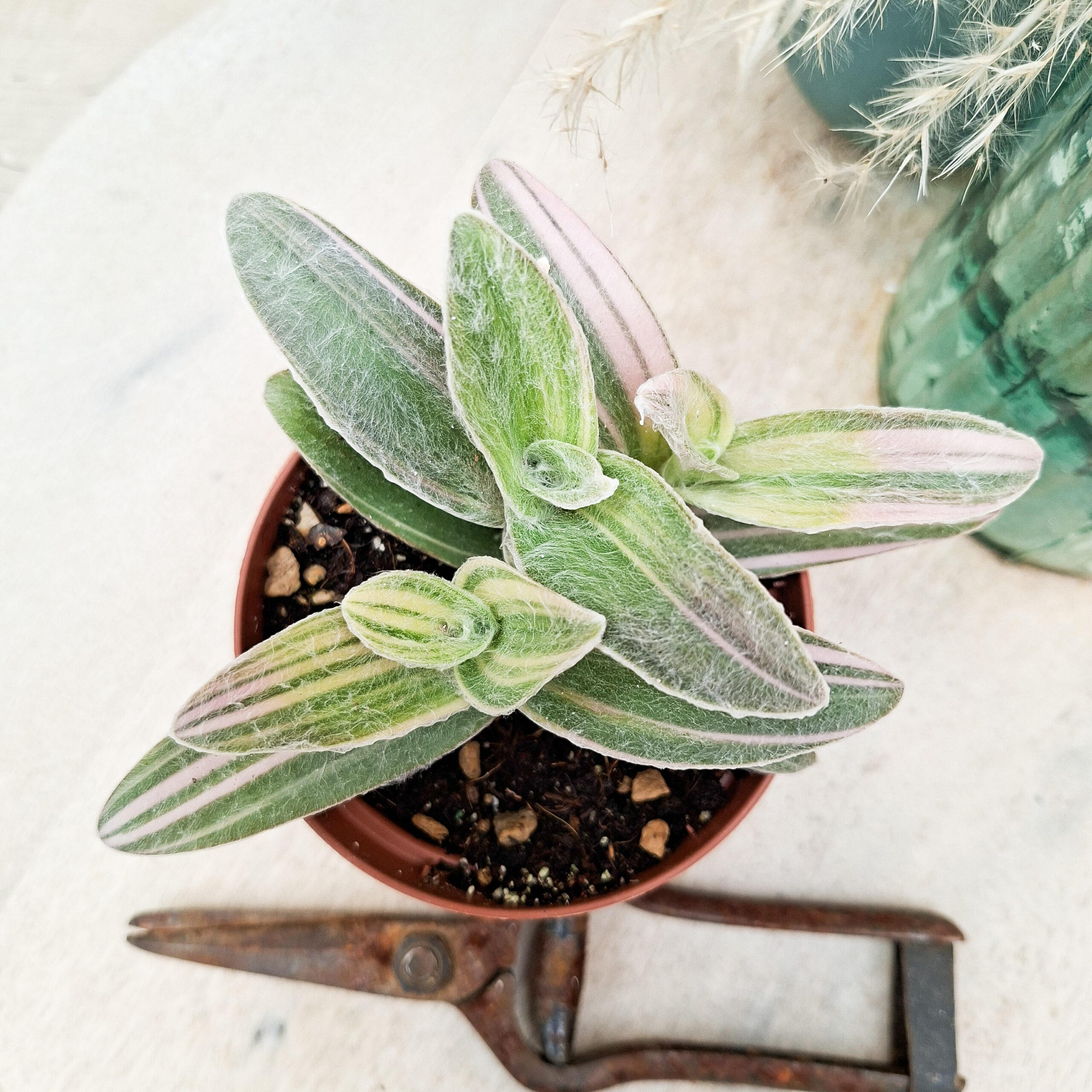 Tradescantia sillamontana 'Variegata' – Image 3
