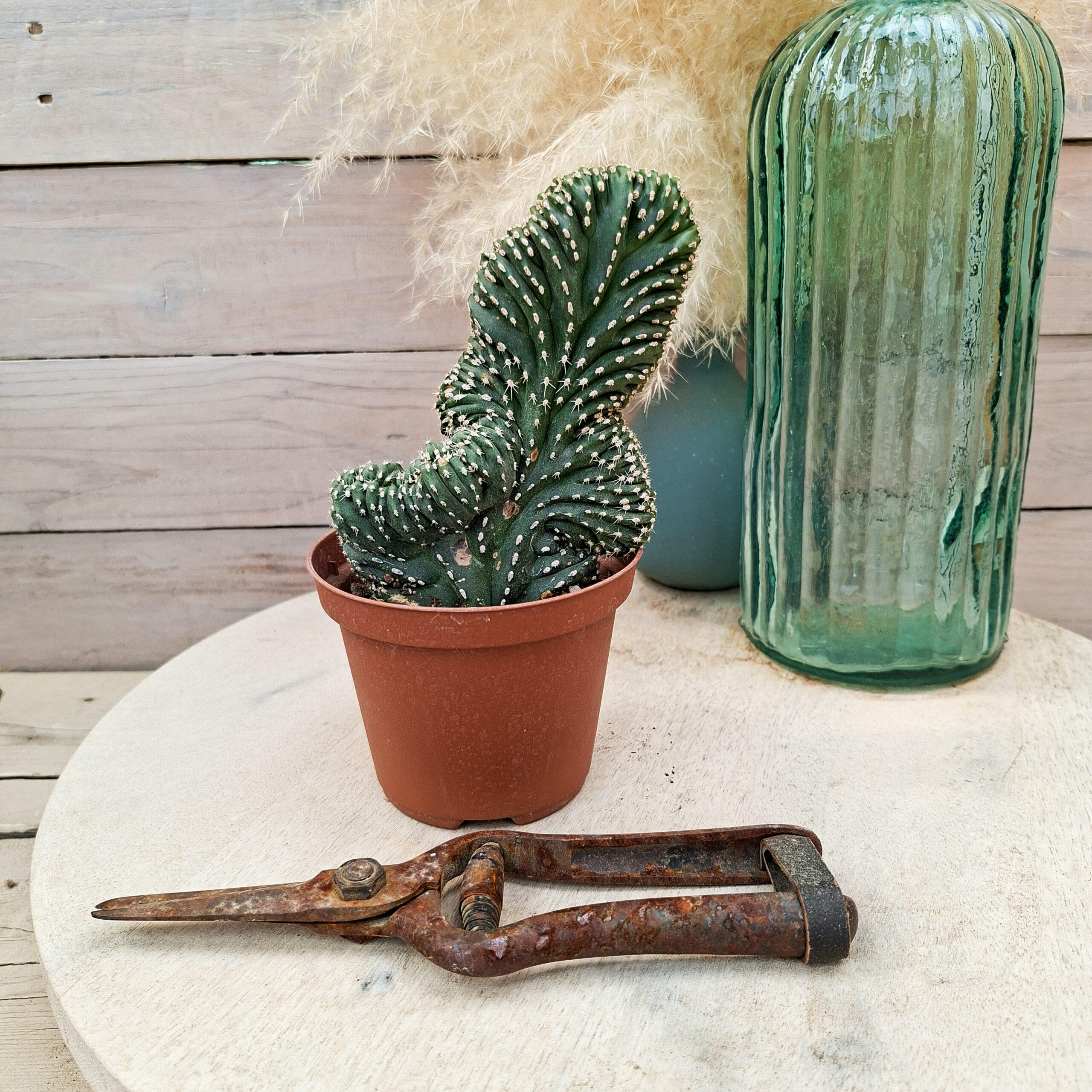 Lophocereus marginatus cristata – Image 4