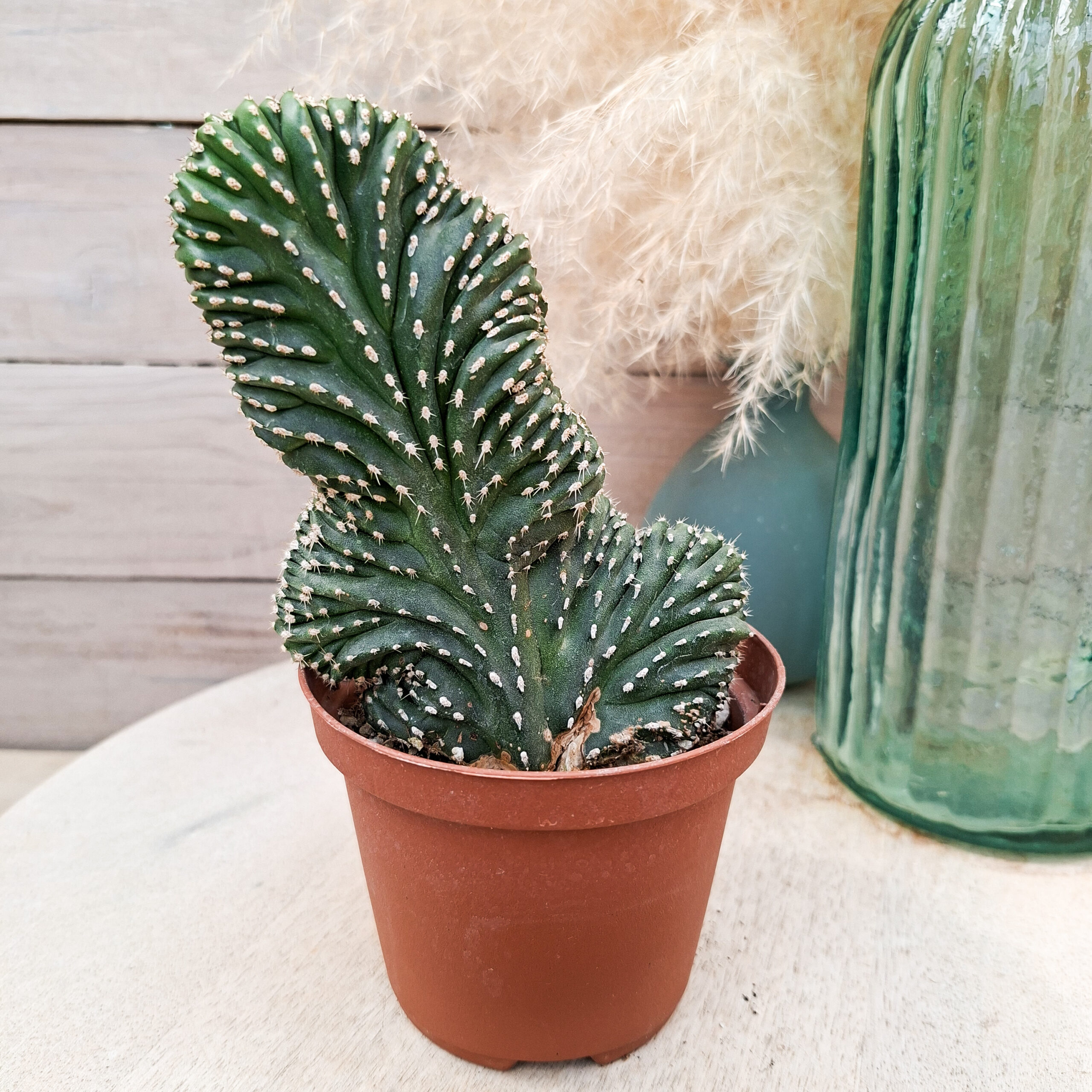 Lophocereus marginatus cristata – Image 3