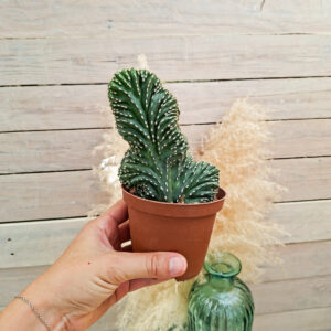 Lophocereus marginatus cristata