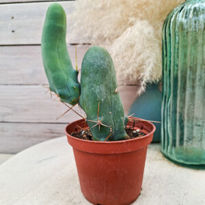 Trichocereus bridgesii monstruosus